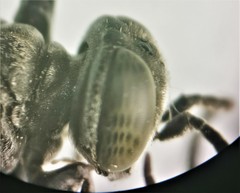 Tachysphex pechumani