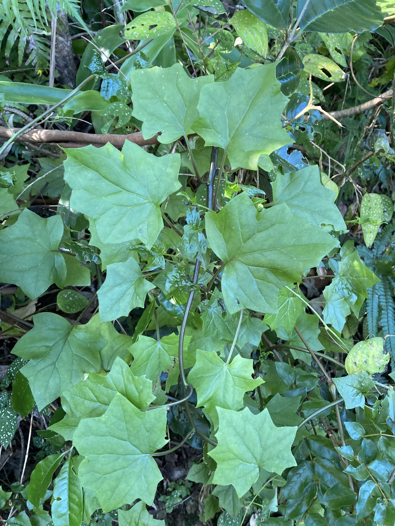 Cape-ivy (Delairea odorata)  iNaturalist