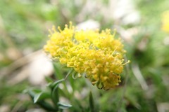 Oreoxis alpina