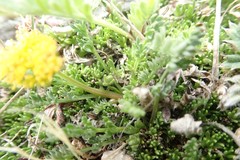 Oreoxis alpina