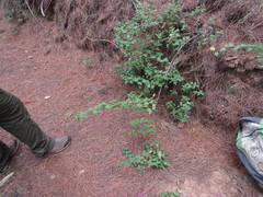 Clinopodium multiflorum