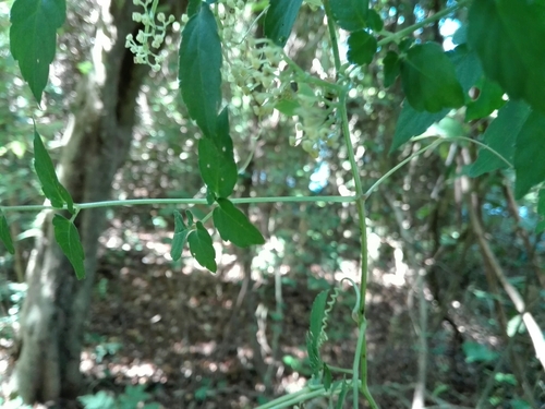 Afrocayratia triternata image