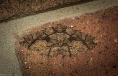 Paradromulia ambigua