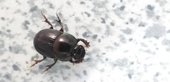 Coleoptera