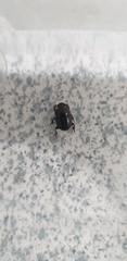 Coleoptera