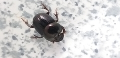 Coleoptera