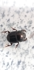 Coleoptera