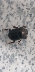 Coleoptera