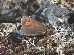 Erebia mancinus
