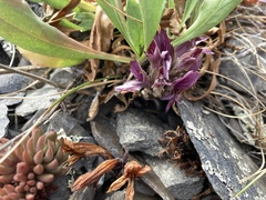 Aphyllon californicum californicum