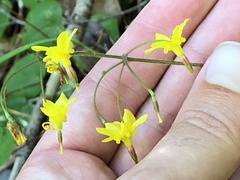 Vancouveria chrysantha