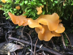 Guepinia helvelloides