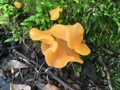 Guepinia helvelloides