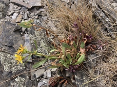 Aphyllon californicum californicum