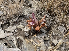 Aphyllon californicum californicum