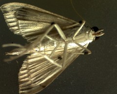 Herpetogramma cynaralis