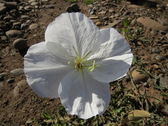 Oenothera acaulis