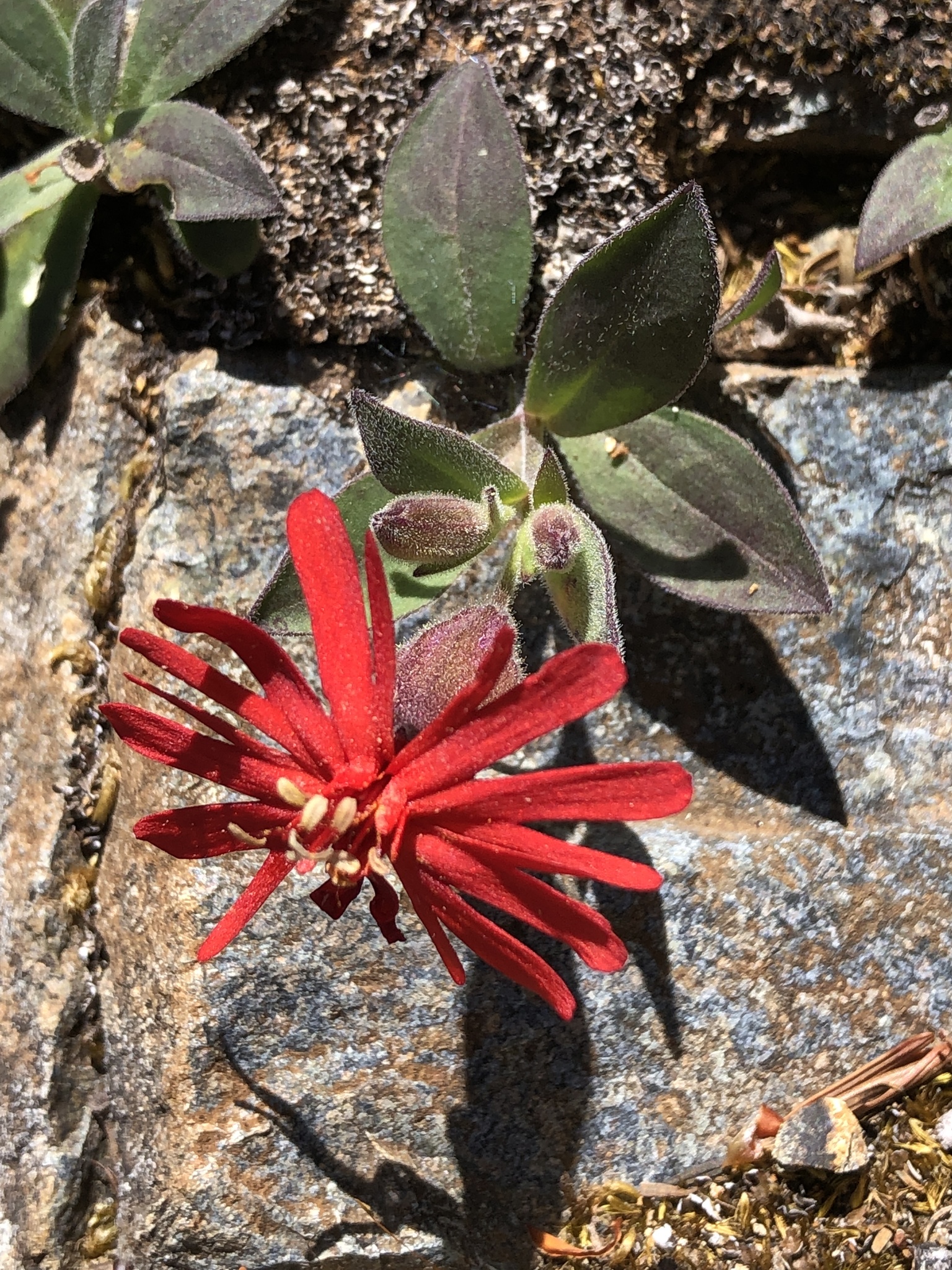 Silene serpentinicola