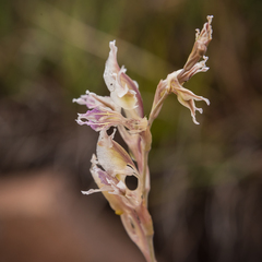 Gladiolus permeabilis edulis