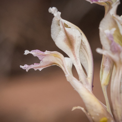 Gladiolus permeabilis edulis