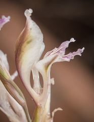 Gladiolus permeabilis edulis