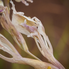 Gladiolus permeabilis edulis