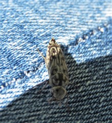 Yakuhananomia bidentata