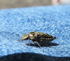 Yakuhananomia bidentata