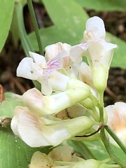 Lathyrus delnorticus