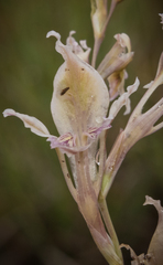 Gladiolus permeabilis edulis