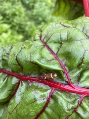 Xylotrechus insignis