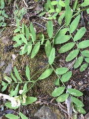 Lathyrus delnorticus