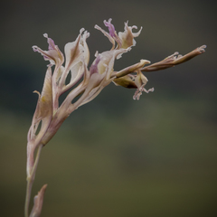 Gladiolus permeabilis edulis