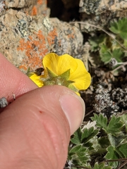 Potentilla subvahliana