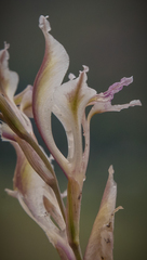 Gladiolus permeabilis edulis