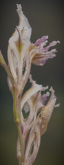 Gladiolus permeabilis edulis