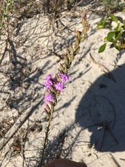 Liatris secunda