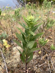 Solidago lepida salebrosa