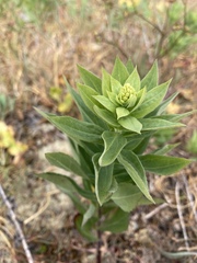 Solidago lepida salebrosa