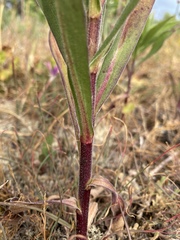 Solidago lepida salebrosa