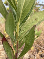 Solidago lepida salebrosa