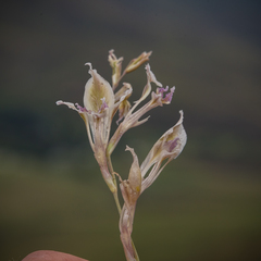 Gladiolus permeabilis edulis
