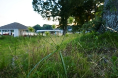 Cyperus lancastriensis