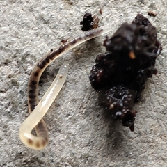 Nematoda