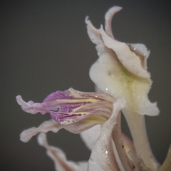 Gladiolus permeabilis edulis