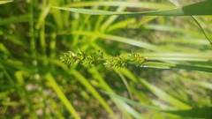 Carex conjuncta