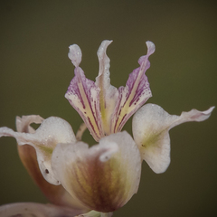 Gladiolus permeabilis edulis