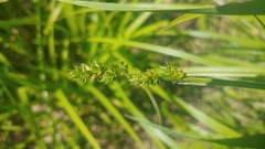 Carex conjuncta