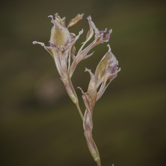 Gladiolus permeabilis edulis