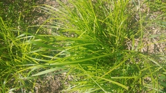 Carex conjuncta
